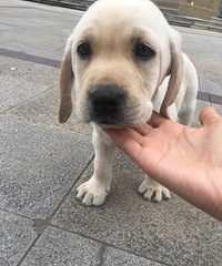 �������� ˫Ѫͳ��оƬ �͹���3000 ���1500��