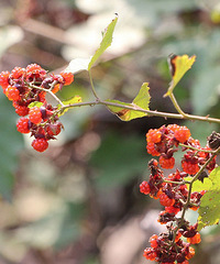 �������������ﲻһ������