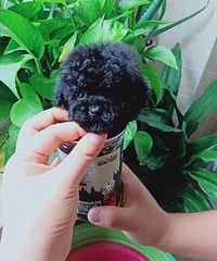 �豭��̩�����¼�