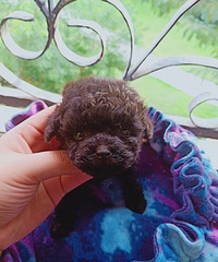 �豭��̩�����¼�