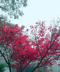 û����ҹʹ�޹����ˣ�����֪��Ϊ���