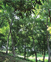 �ؿ����ٰ��������Ӱ����ʮ����