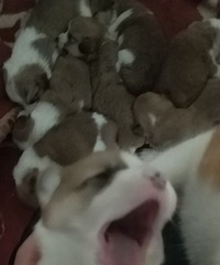 �»����³���