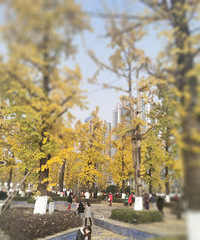 黄金满地