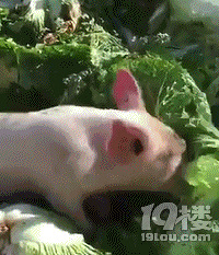 ����˫ʮһ  ˫ʮ���ֿ쵽�� ���뷨����  ������