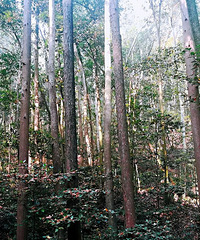 �����Ǵ���Ȼ��������