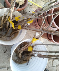 �������ּ�������