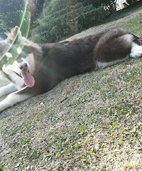 ����˹�ӵܵ�