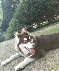 ����˹�ӵܵ�