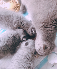 ����С��è ���� ����ι��