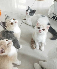 ���ף�Ӣ�̣�Ӣ����ëè����ɫ������ëè��