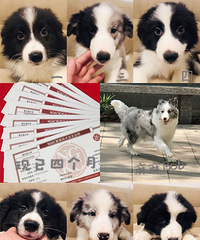 �����߾�����Ȯ�������������ֽ��С������ϲ�����˽�һ��