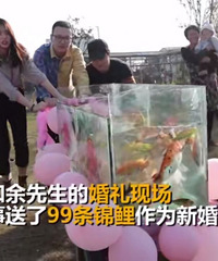 奇葩同事!结婚送99条锦鲤