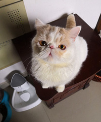 �ӷ�����������