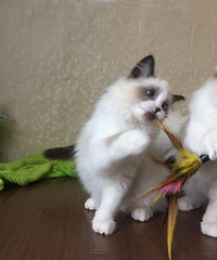 ��˫��żè���ص�ɫ��ż��˫��ż����è�ص�