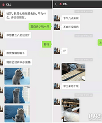 曝光杭州某猫舍黑心骗局:一个专注卖病猫的后院猫舍