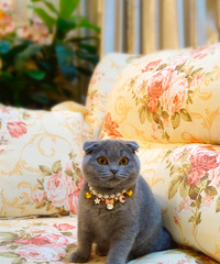 ���ݱ��ؼ����Ĵ���Ӣ����è���ѽ���һ�����磬���ṩ����֤����