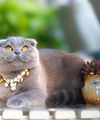 ���ݱ��ؼ����Ĵ���Ӣ����è���ѽ���һ�����磬���ṩ����֤����