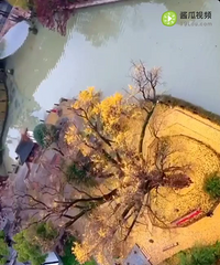 ��ʱ�⵹����