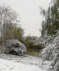 ������ѩ��