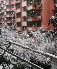一场暴雪把小区的树都压断了!不过还是觉得这雪景美!
