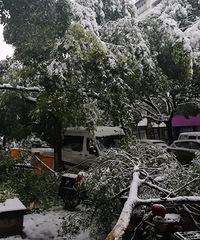 一场暴雪把小区的树都压断了!不过还是觉得这雪景美!