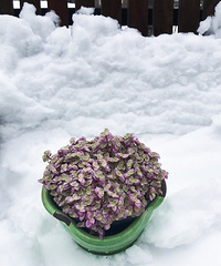 露台雪景
