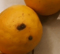 某宝买了一箱橙子,能烂到这个程度也是醉了