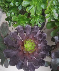 ��ϲ������ֲ��������𣿿��Գ�һ�㣬