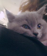 ����С��è