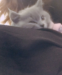 ����С��è