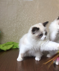 ��˫��żè���ص�ɫ��ż��˫��ż����è�ص�