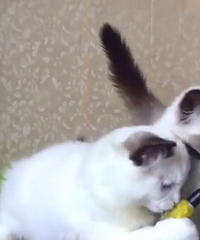 ��˫��żè���ص�ɫ��ż��˫��ż����è�ص�