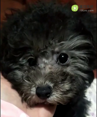 ����С̩�ϣ����һֻС�ң����������룬ǳ