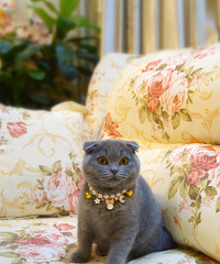 ���ݱ��ؼ����Ĵ���Ӣ����è���ѽ���һ�����磬���ṩ����֤����