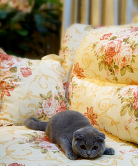 ���ݱ��ؼ����Ĵ���Ӣ����è���ѽ���һ�����磬���ṩ����֤����