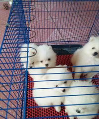 �����������ֲ���������������������˲���������