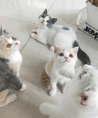 ���ף�Ӣ�̣�Ӣ����ëè����ɫ������ëè��