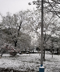 今年的雪
