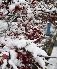 今年的雪