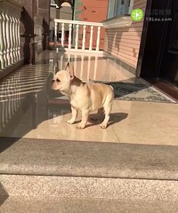 ������ȫ���ͷ���