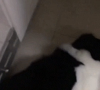 黏人!知道我要出门,立马睡门口耍赖!