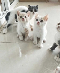 ���ף�Ӣ�̣�Ӣ����ëè����ɫ������ëè��