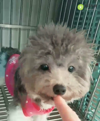 ���ֻҰ׻�̩��