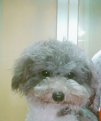 ���ֻҰ׻�̩��