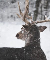 �߽�ɭ���ʱ������������¹��ѩ����ʱϣ