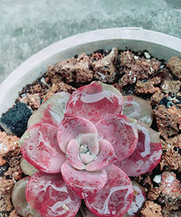雨后多肉