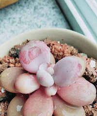 雨后多肉