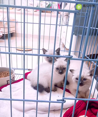 ����һ�� �۸�����