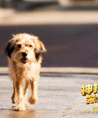 送兑换码|“文能卖萌,武能救主”,《神探狗笨吉》风靡全球40年